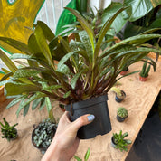 Ledebouria Socialis