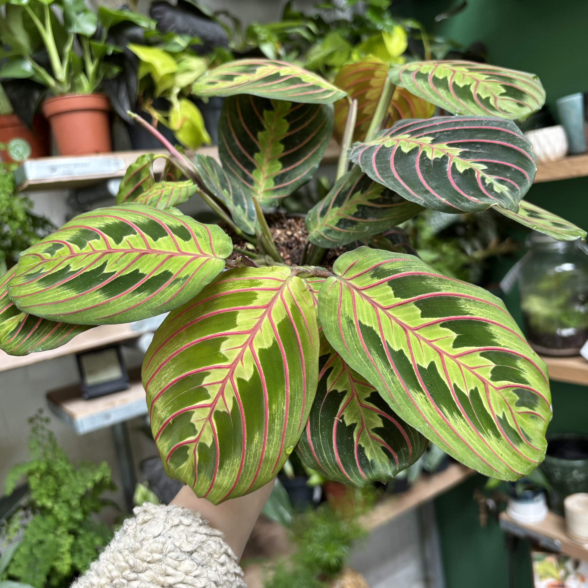 Maranta Leuconeura Fascinator in a 11 - 13 cm pot at The Watered Garden