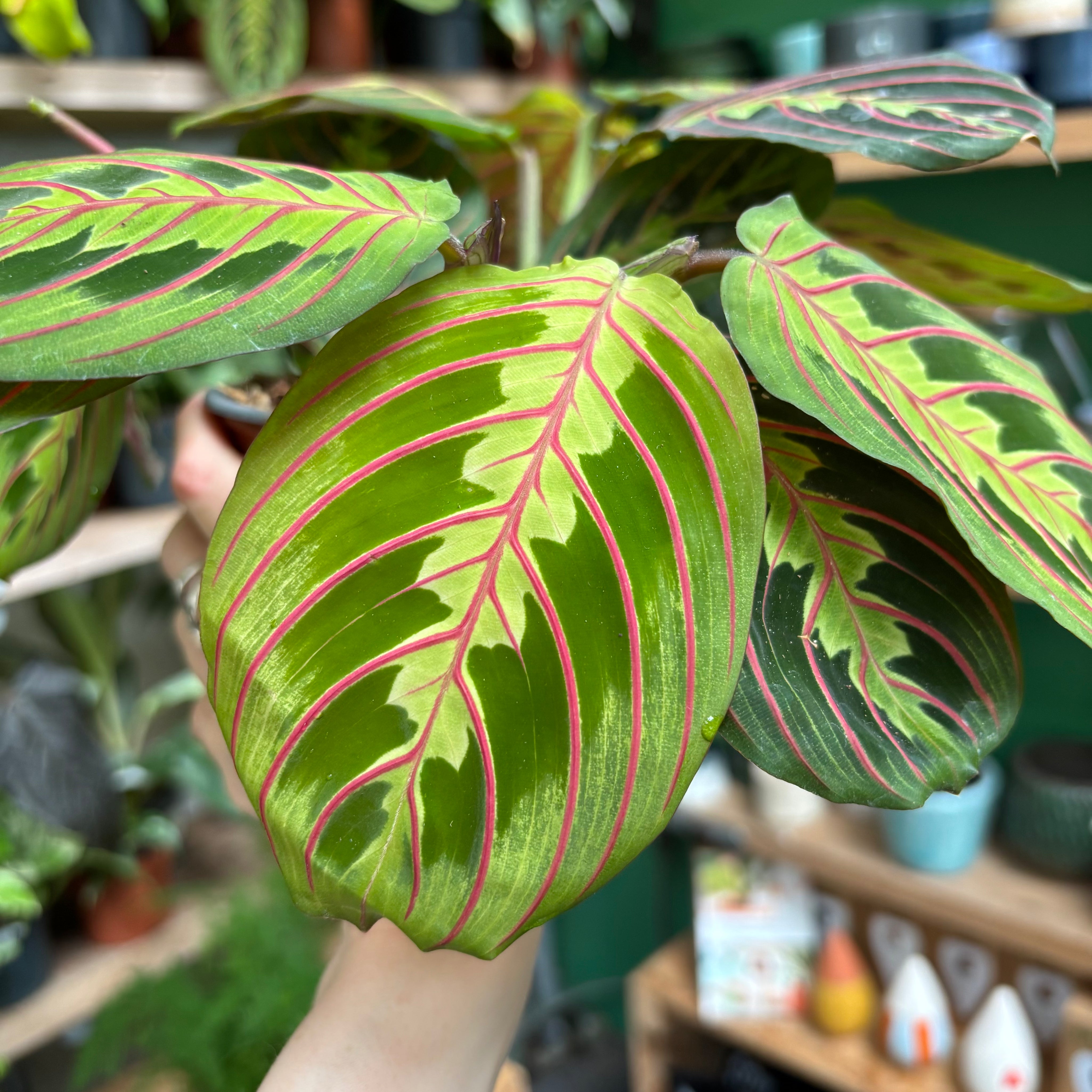 Maranta Leuconeura Fascinator in a 11 - 13 cm pot at The Watered Garden