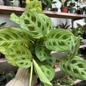 Maranta Leuconeura 'Golden Veins' in 11-13cm pot at The Watered Garden.