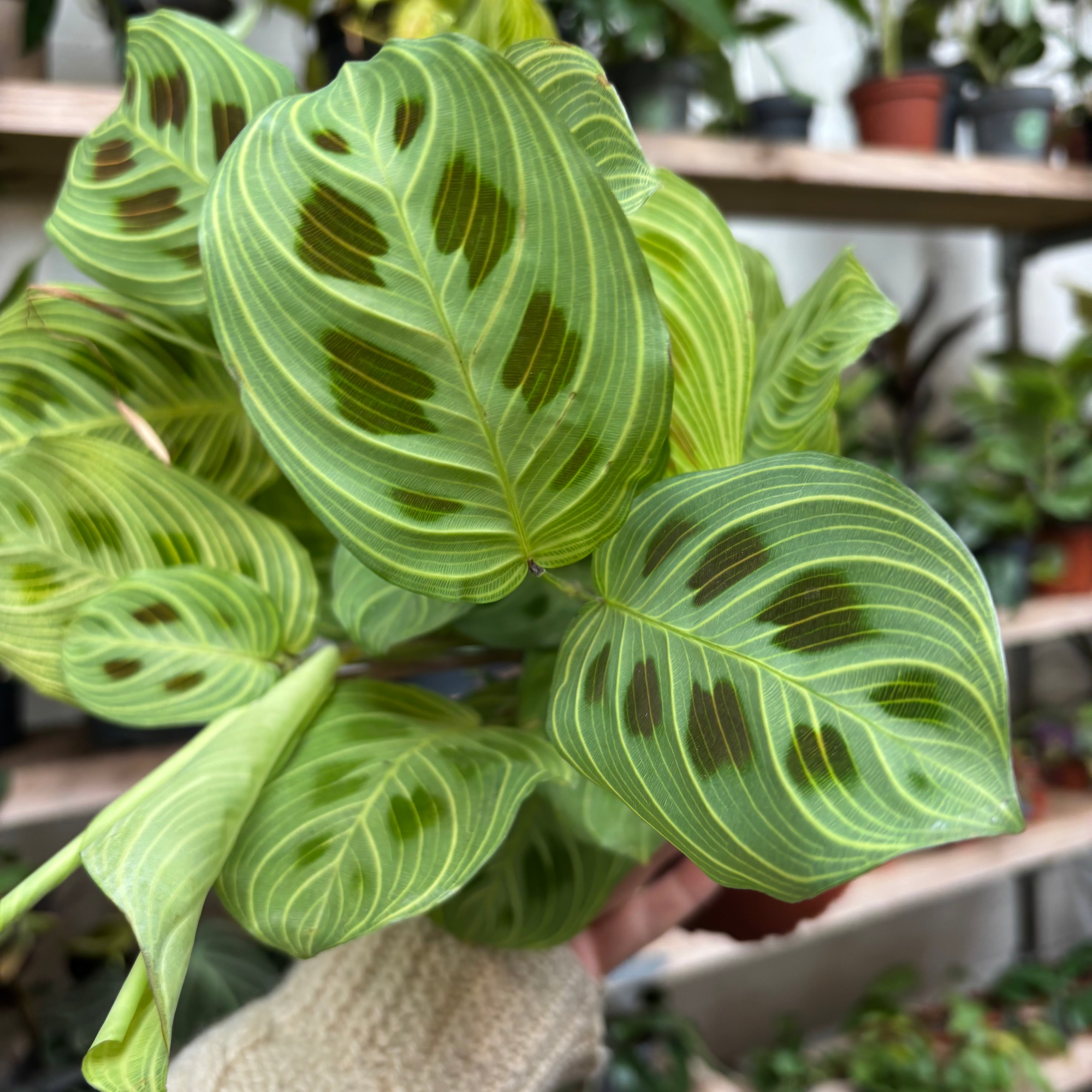 Maranta Leuconeura 'Golden Veins' in 11-13cm pot at The Watered Garden.