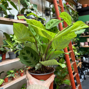 Maranta Leuconeura 'Golden Veins' in 11-13cm pot at The Watered Garden.