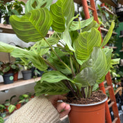 Maranta Leuconeura 'Golden Veins' in 11-13cm pot at The Watered Garden.