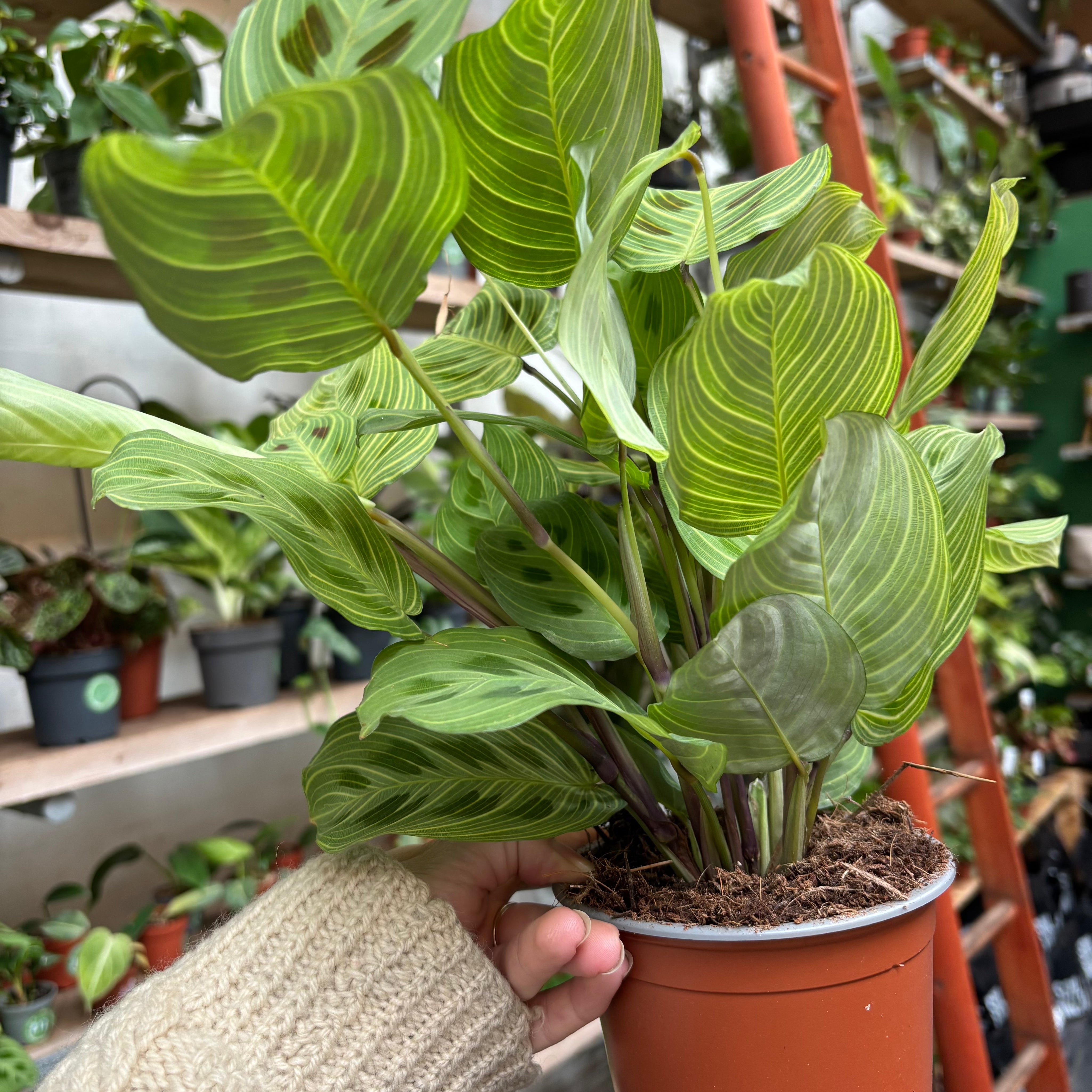Maranta Leuconeura 'Golden Veins' in 11-13cm pot at The Watered Garden.
