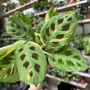 Maranta Leuconeura Kerchoveana Variegata in a 11 - 13 cm pot at The Watered Garden