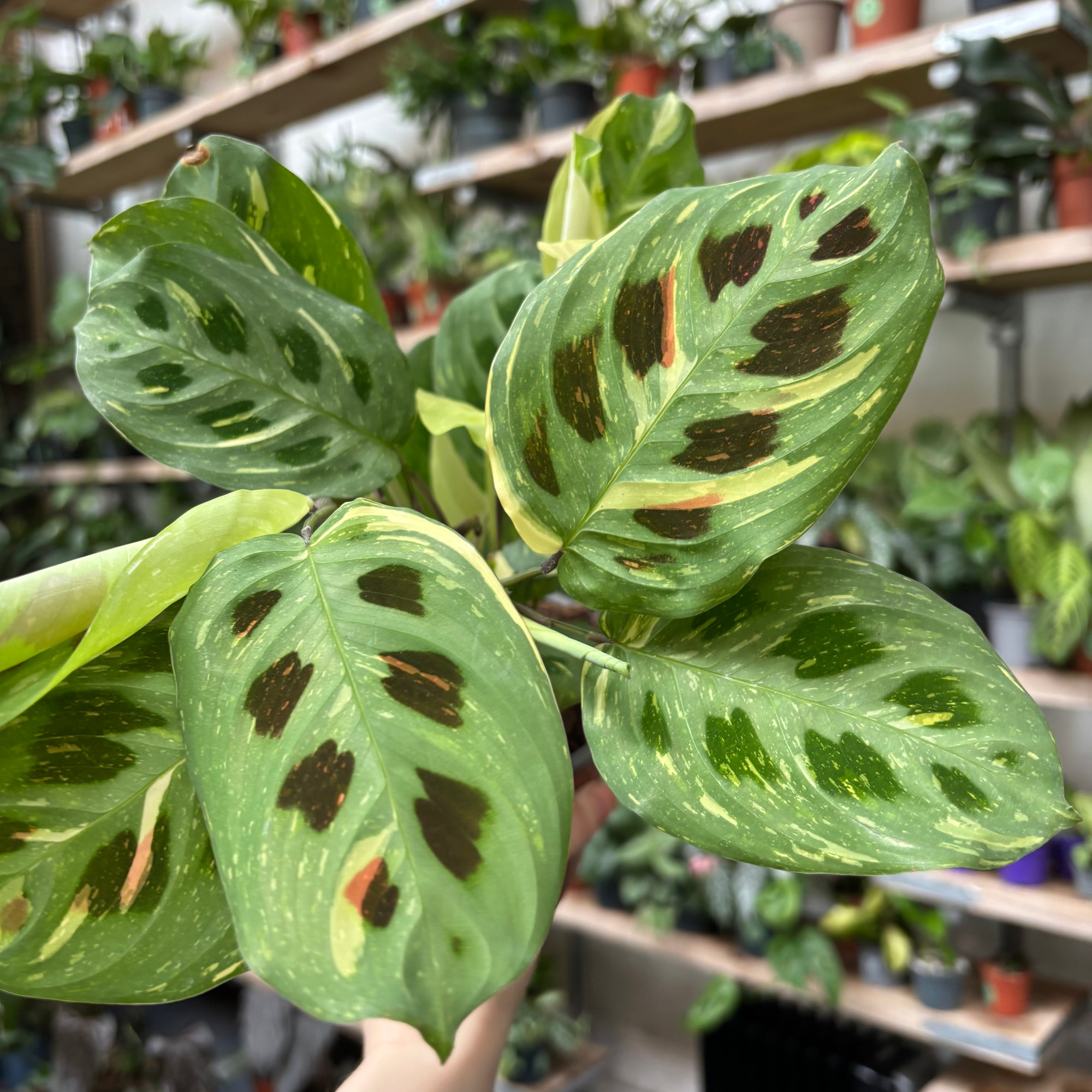 Maranta_Leuconeura_Kerchoveana_Variegata_001.heic
