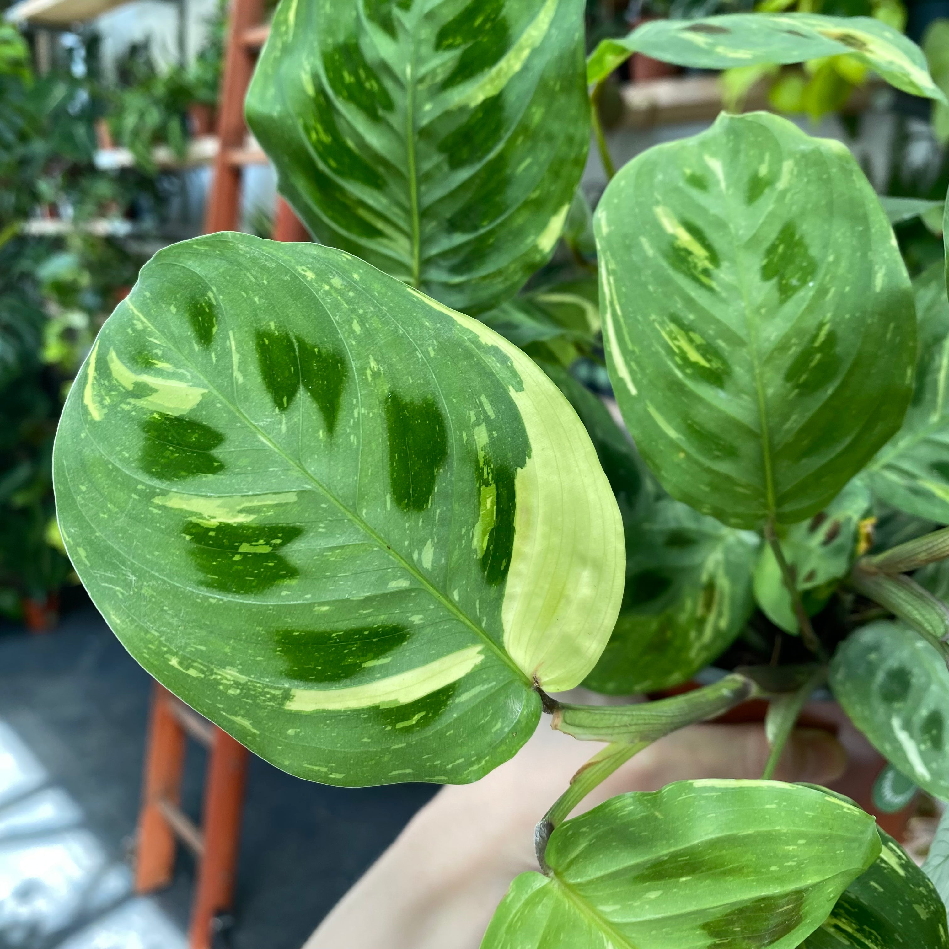 Maranta Leuconeura Kerchoveana Variegata in a 11 - 13 cm pot at The Watered Garden