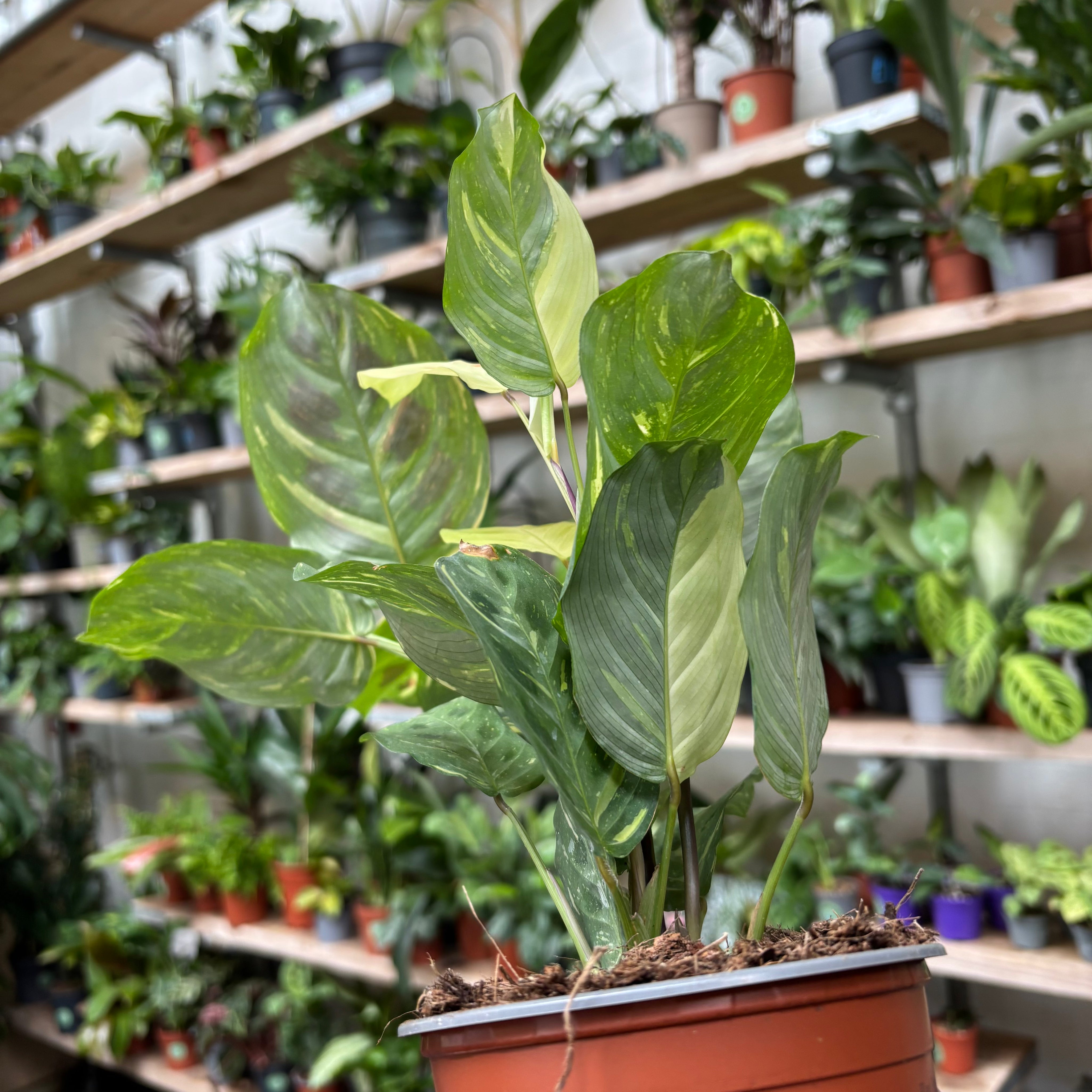 Maranta Leuconeura Kerchoveana Variegata in a 11 - 13 cm pot at The Watered Garden