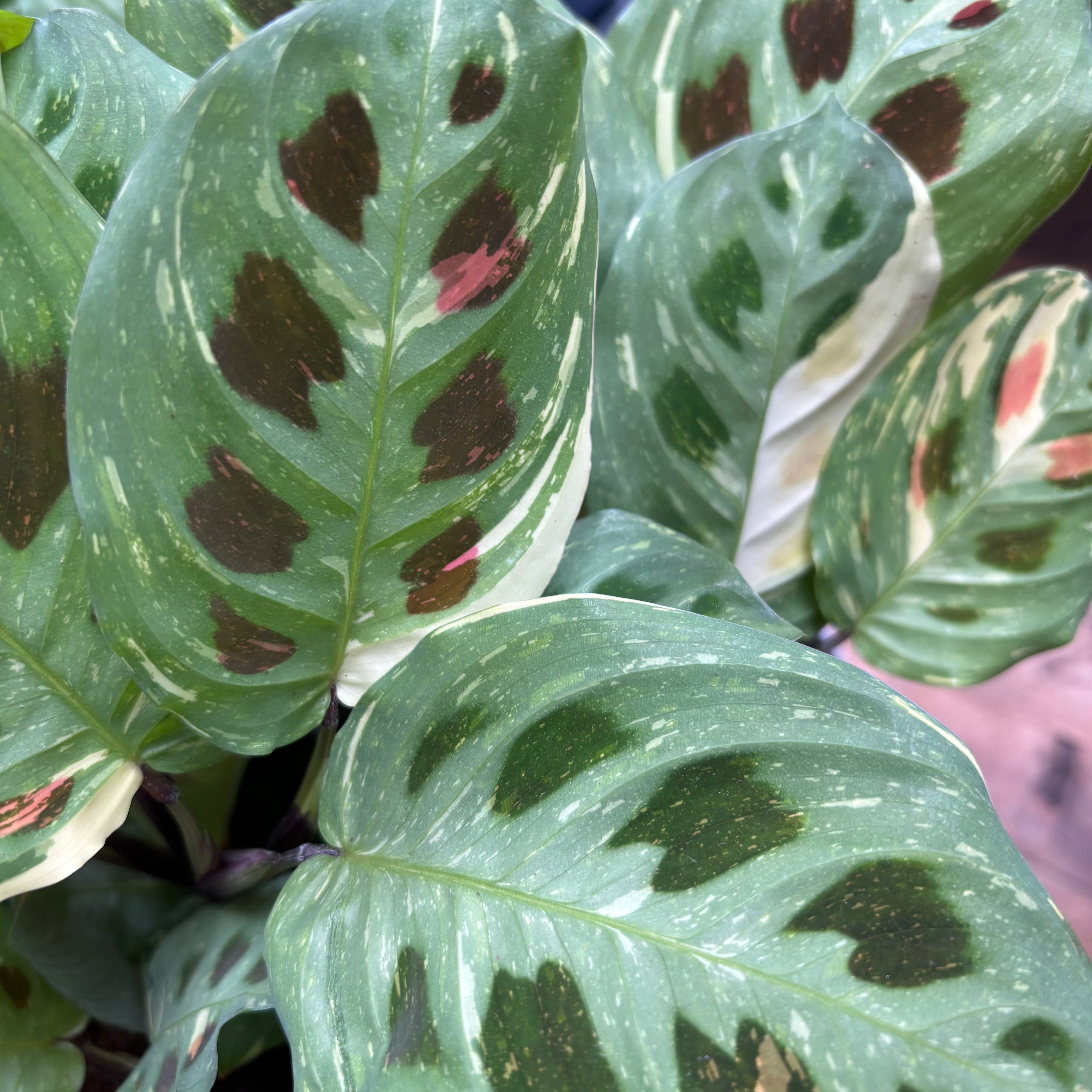 Maranta_Leuconeura_Kerchoveana_Variegata_005.heic