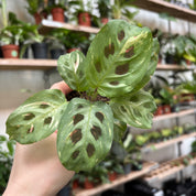 Maranta Leuconeura Kerchoveana Variegata in a 5 - 7 cm pot at The Watered Garden