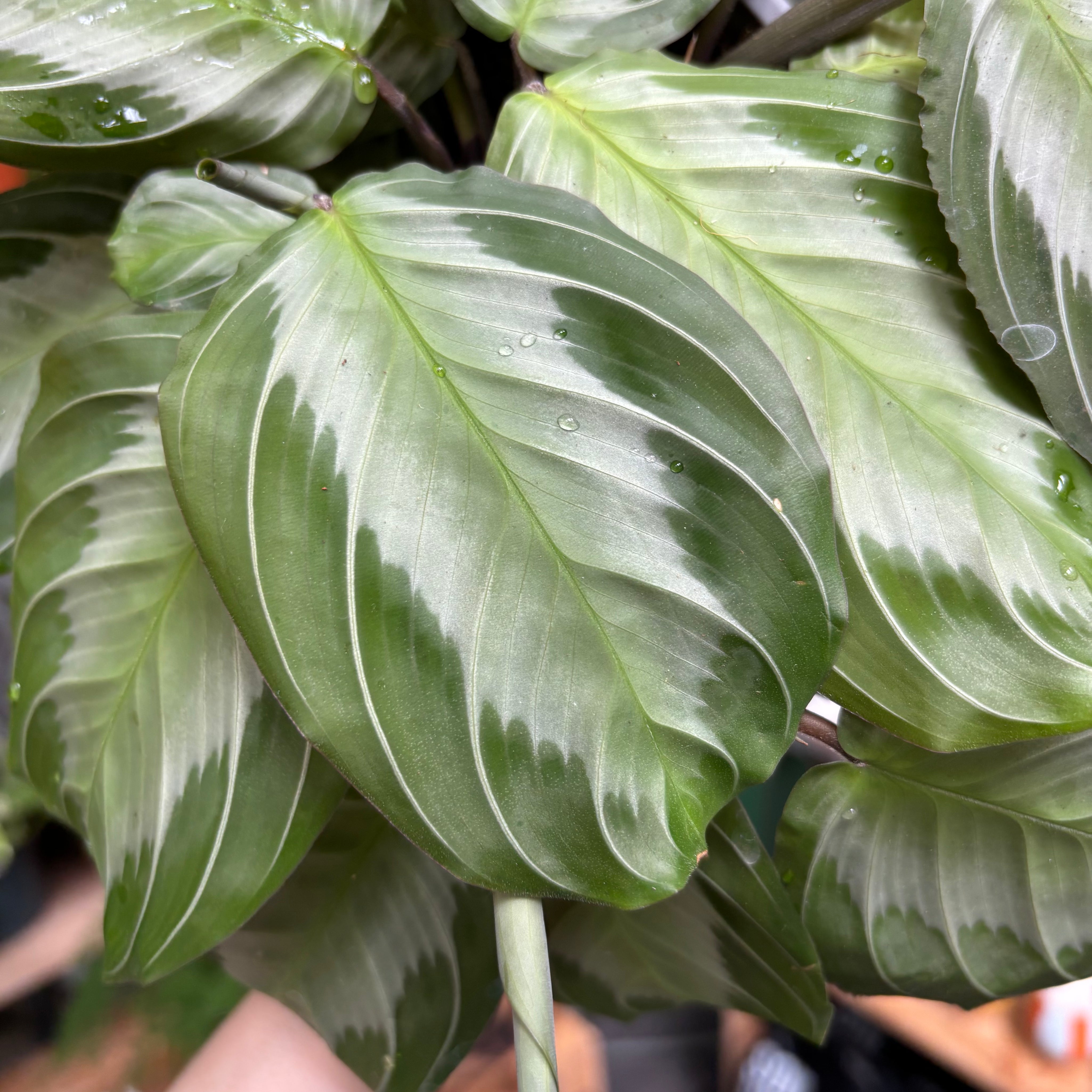 Maranta Leuconeura Silver Band in a 11 - 13 cm pot at The Watered Garden