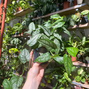 Monstera Siltepecana