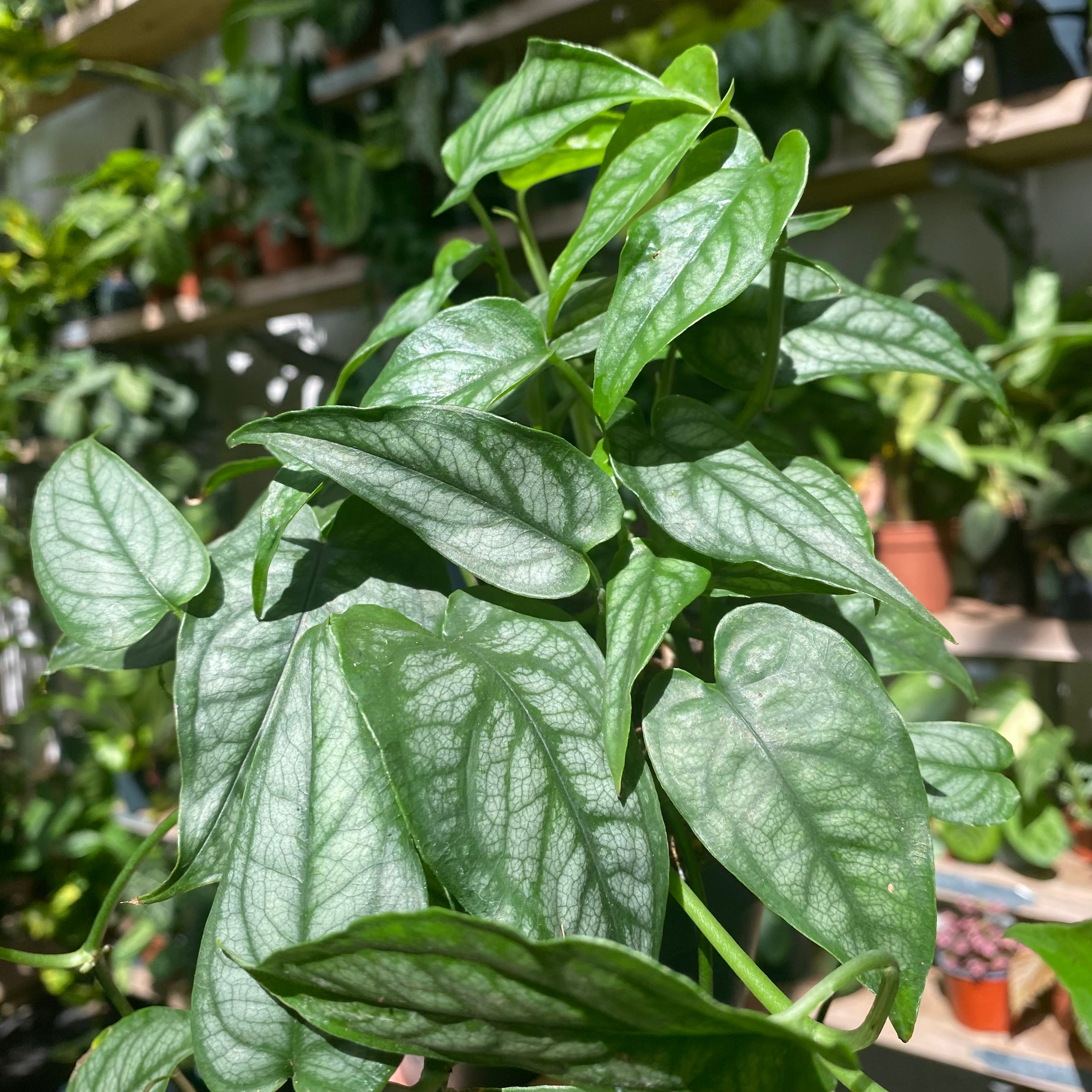 Monstera_Siltepecana_002.heic