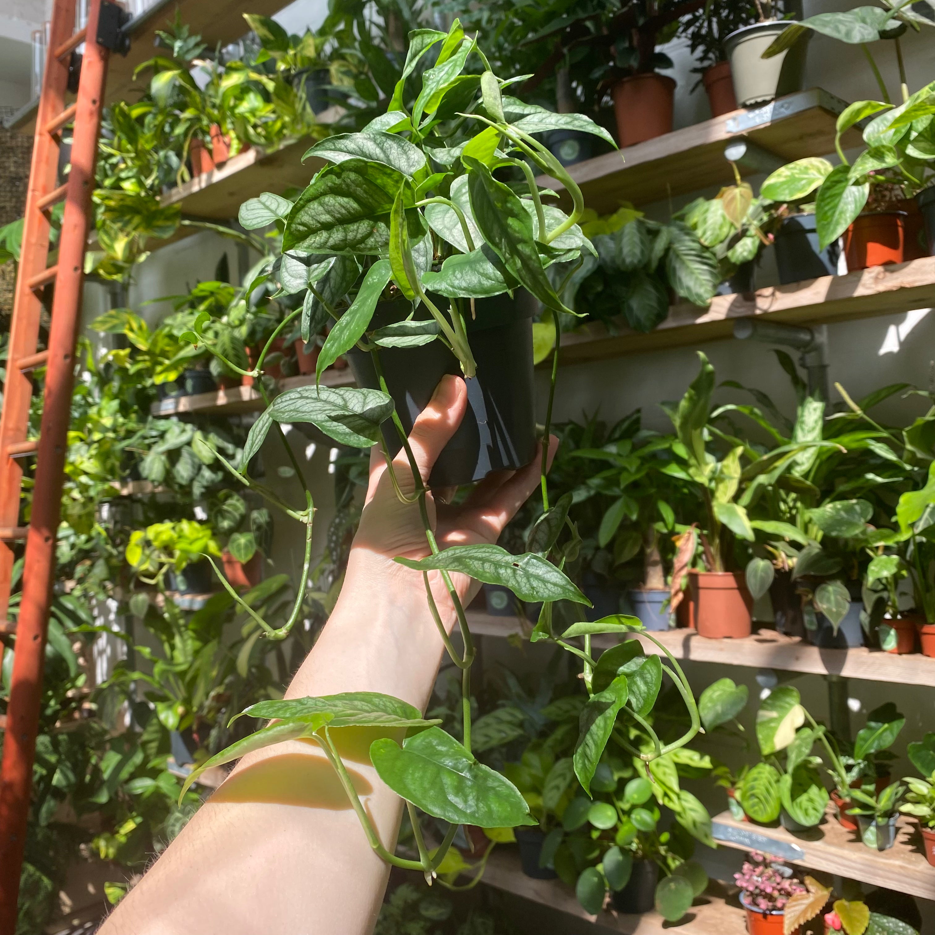 Monstera Siltepecana