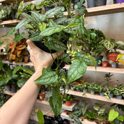 Monstera Siltepecana in a 15 - 17 cm pot at The Watered Garden