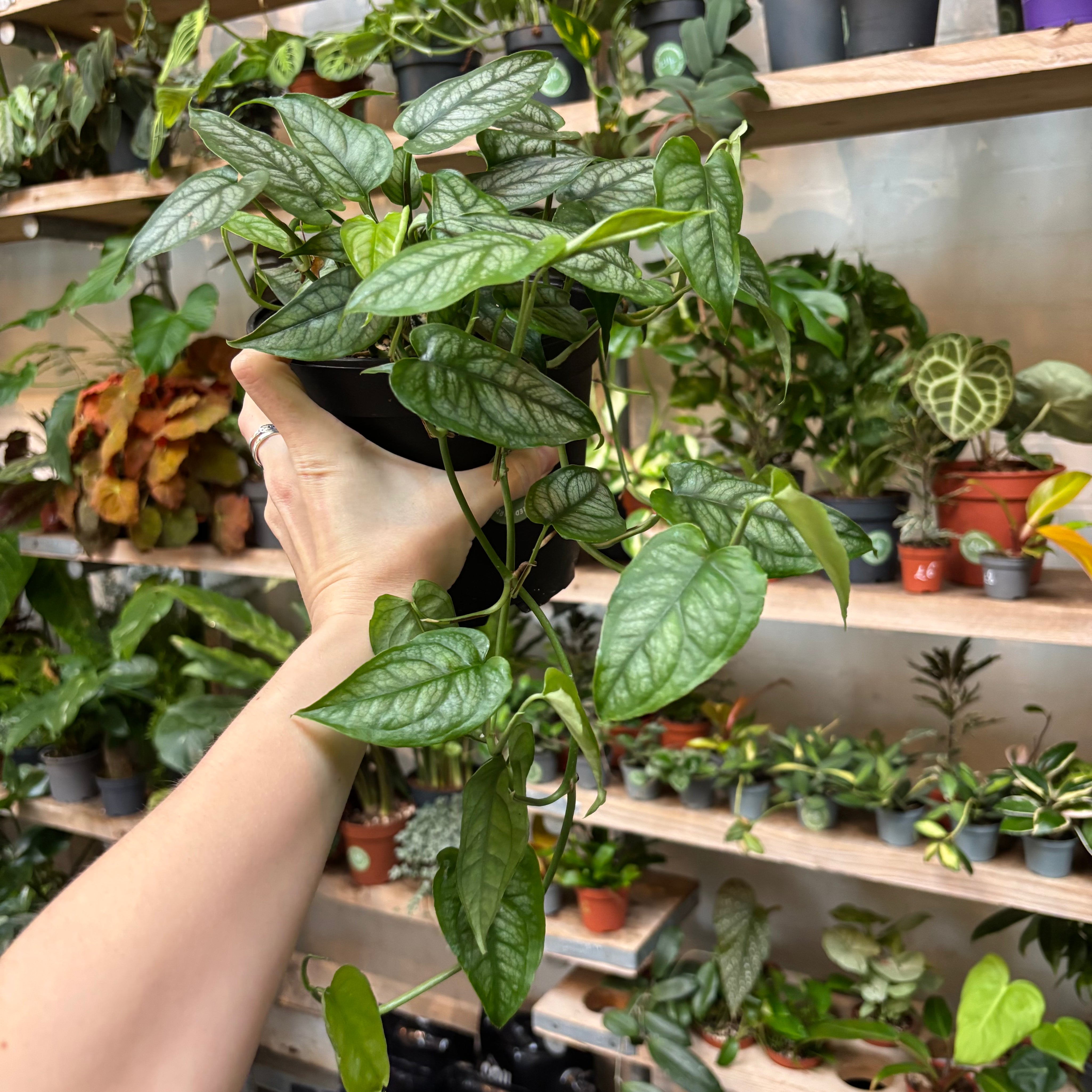 Monstera Siltepecana in a 15 - 17 cm pot at The Watered Garden