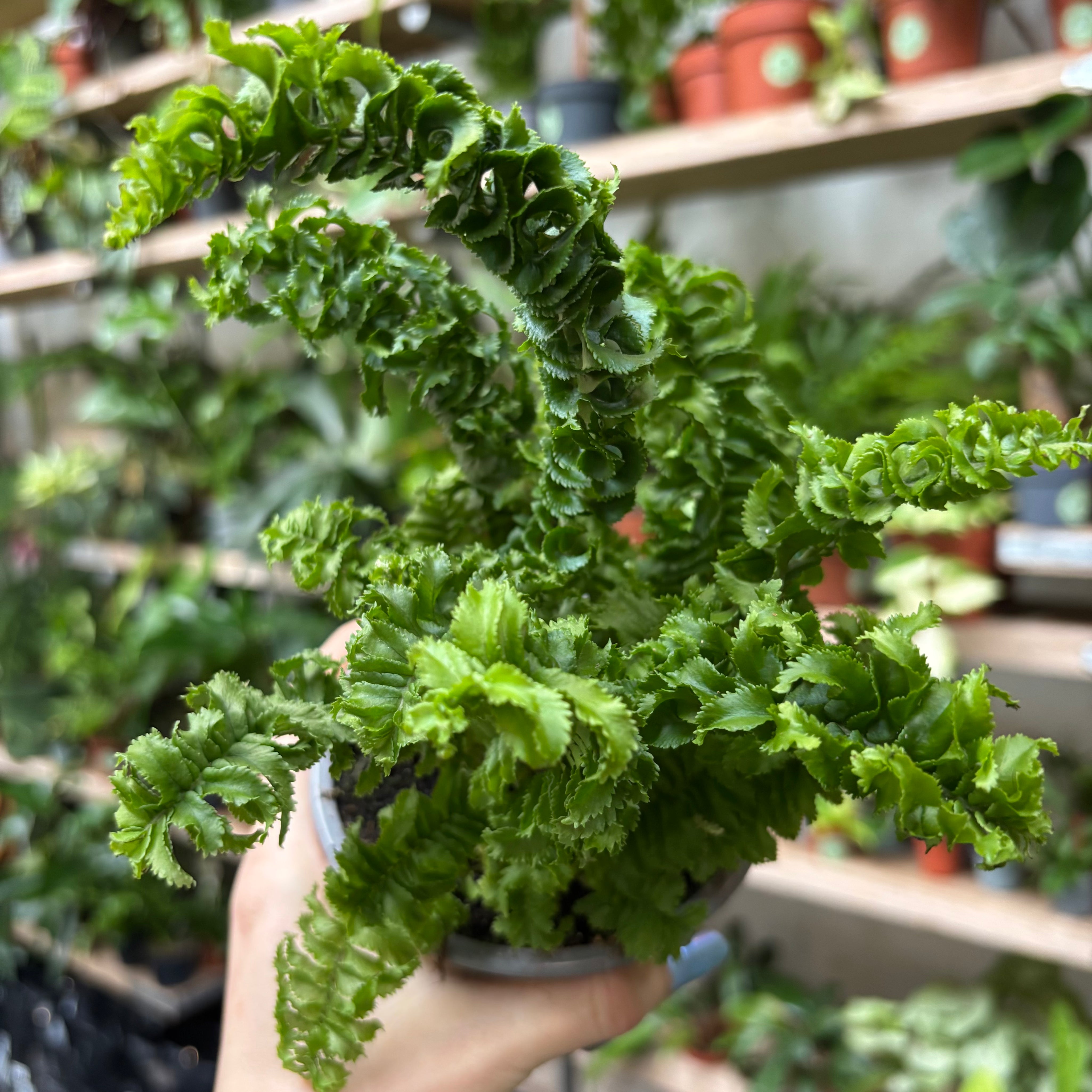 Nephrolepis_Exaltata_Emina_001.heic