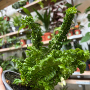 Nephrolepis Exaltata 'Emina'
