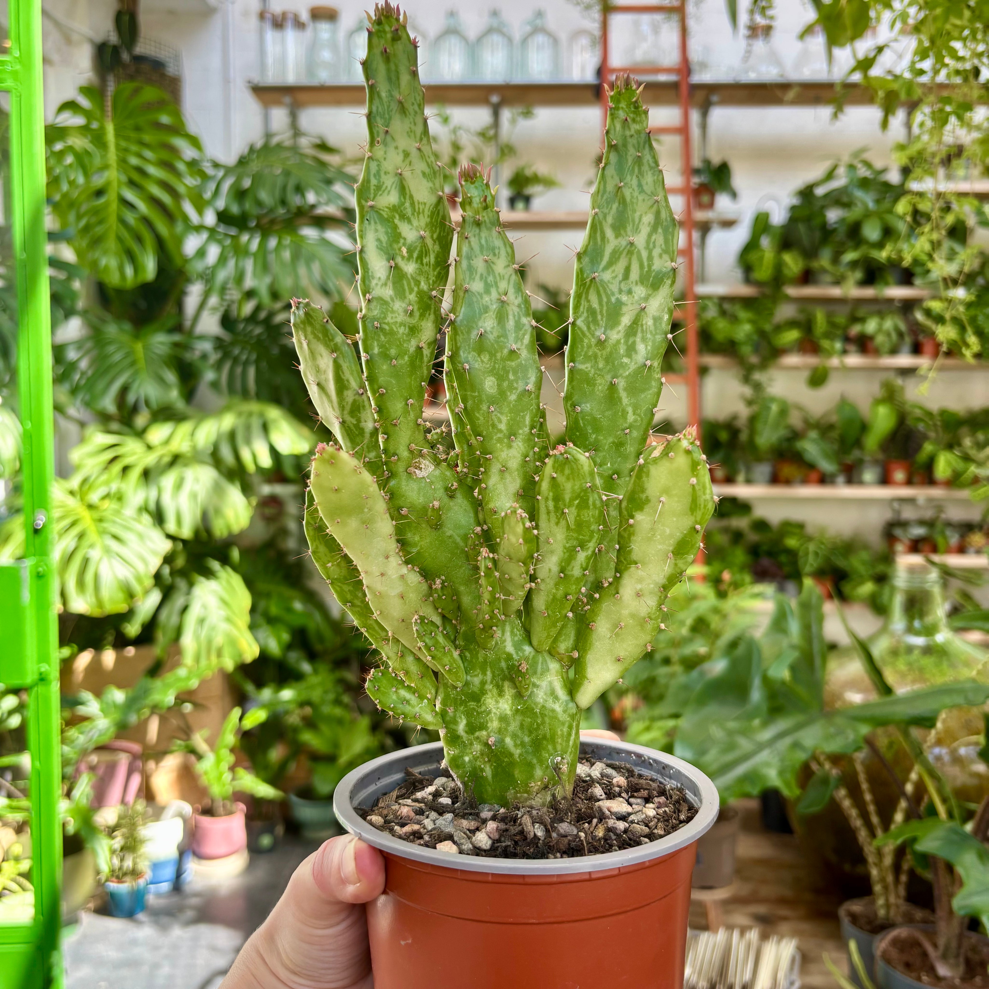 Opuntia Monocantha Variegata in 11 - 13cm Pot at The Watered Garden