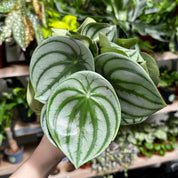 Peperomia Argyreia