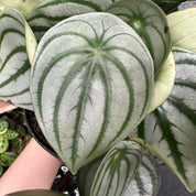 Peperomia Argyreia