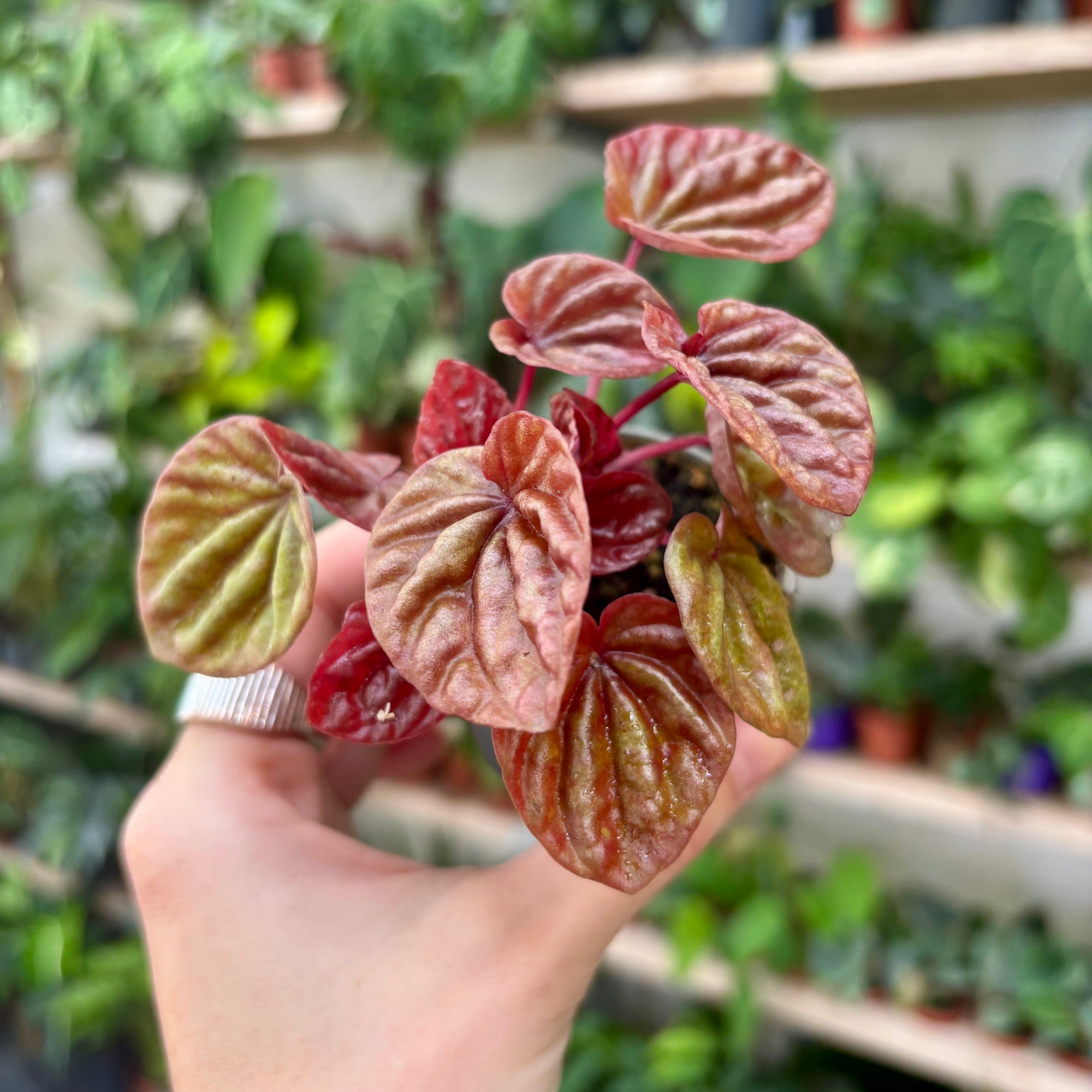 Peperomia Caperata 'Schumi' in 5 - 7cm Pot at The Watered Garden
