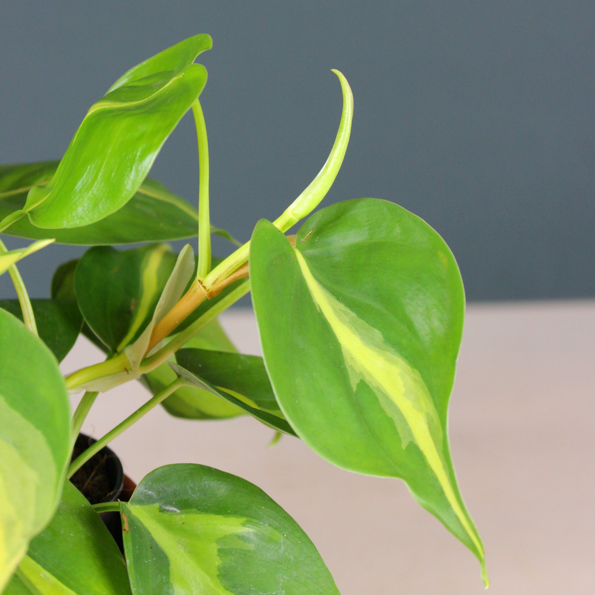 Philodendron Scandens Brasil The Watered Garden philodendron-scandens-brasil-the-watered-garden