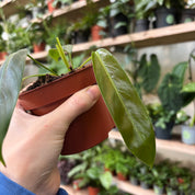 Philodendron Patriciae