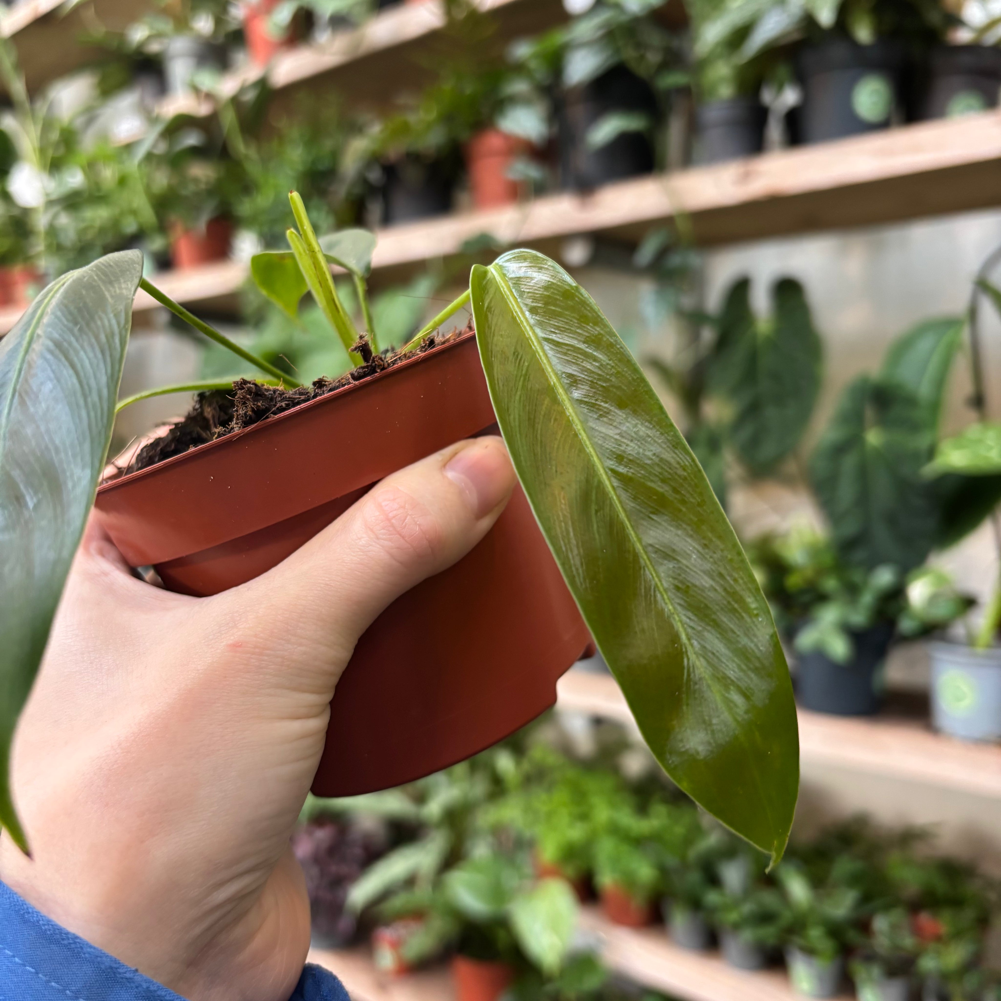 caring for an philodendron patriciae Philodendron Patriciae