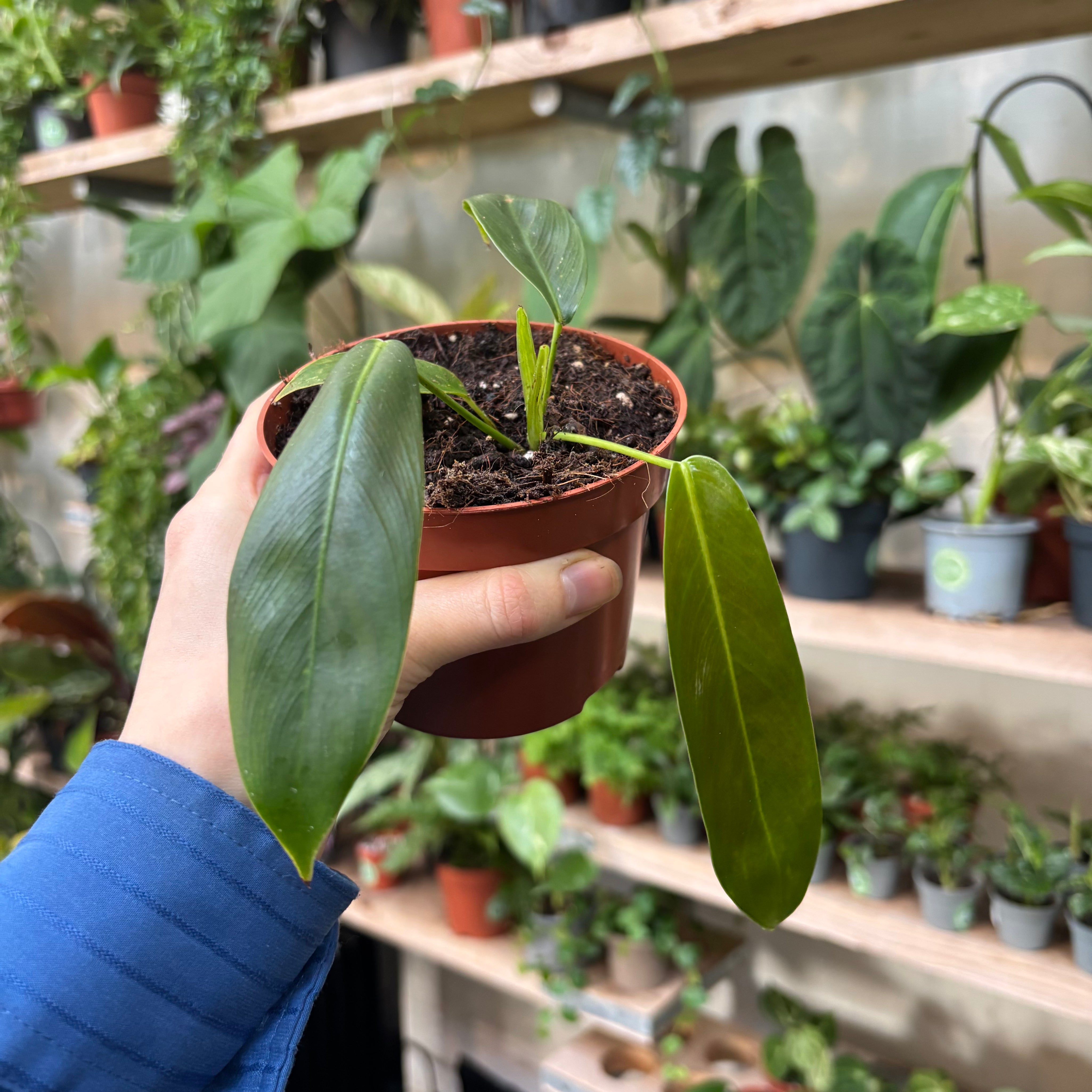 patricia philodendron Philodendron Patriciae