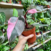 Philodendron 'Pink Princess' in 11 - 13cm Pot at The Watered Garden
