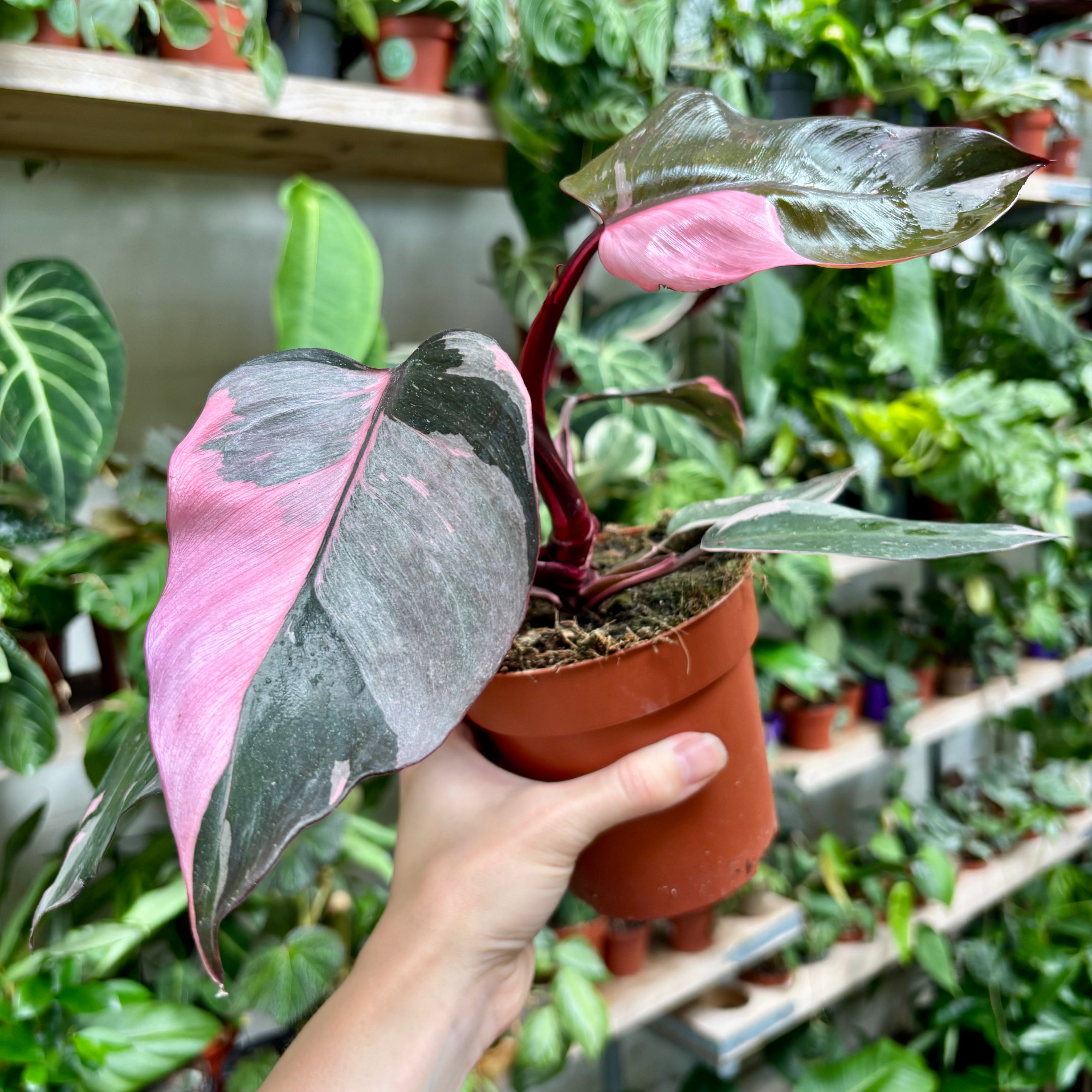 Philodendron 'Pink Princess' in 11 - 13cm Pot at The Watered Garden