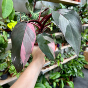 Philodendron 'Pink Princess' in 11 - 13cm Pot at The Watered Garden