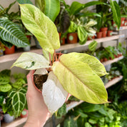 Philodendron 'Snowdrift' in 11 - 13cm Pot at The Watered Garden