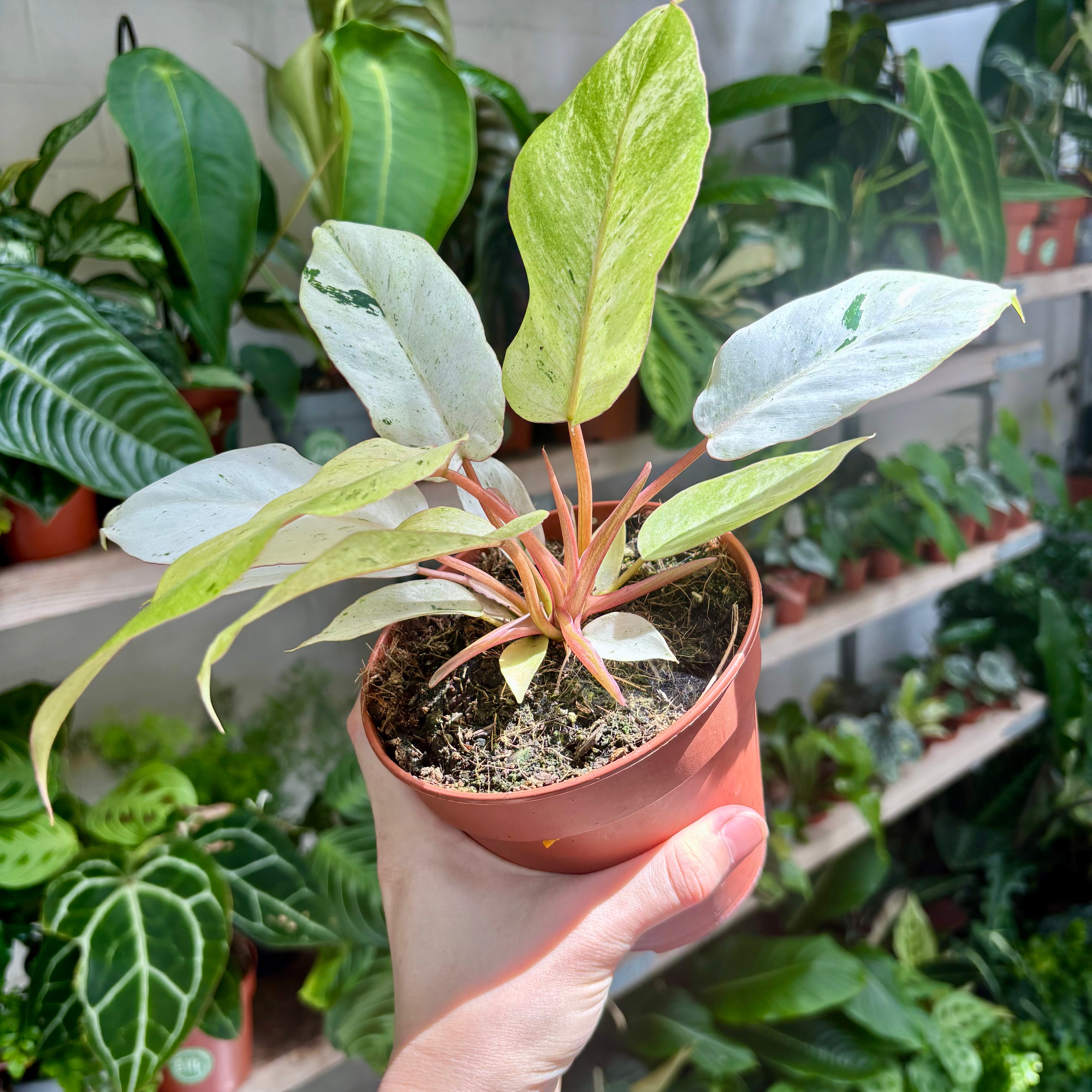 Philodendron 'Snowdrift' in 11 - 13cm Pot at The Watered Garden