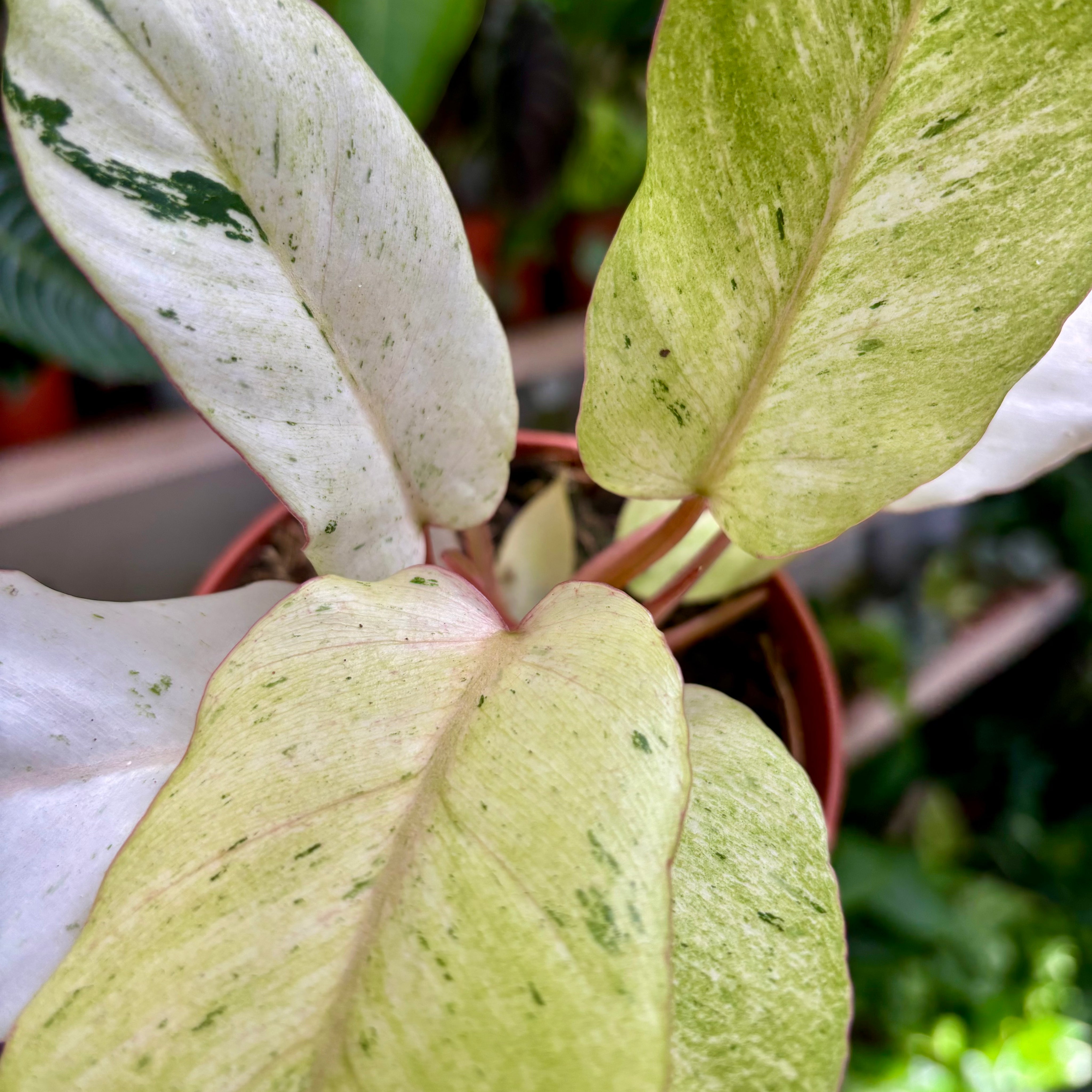 Philodendron 'Snowdrift' in 11 - 13cm Pot at The Watered Garden