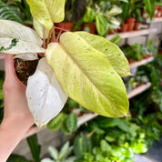 Philodendron 'Snowdrift' in 11 - 13cm Pot at The Watered Garden