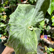 Playcerium Superbum in a 11-13cm Pot at The Watered Garden