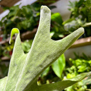 Playcerium Superbum in a 11-13cm Pot at The Watered Garden
