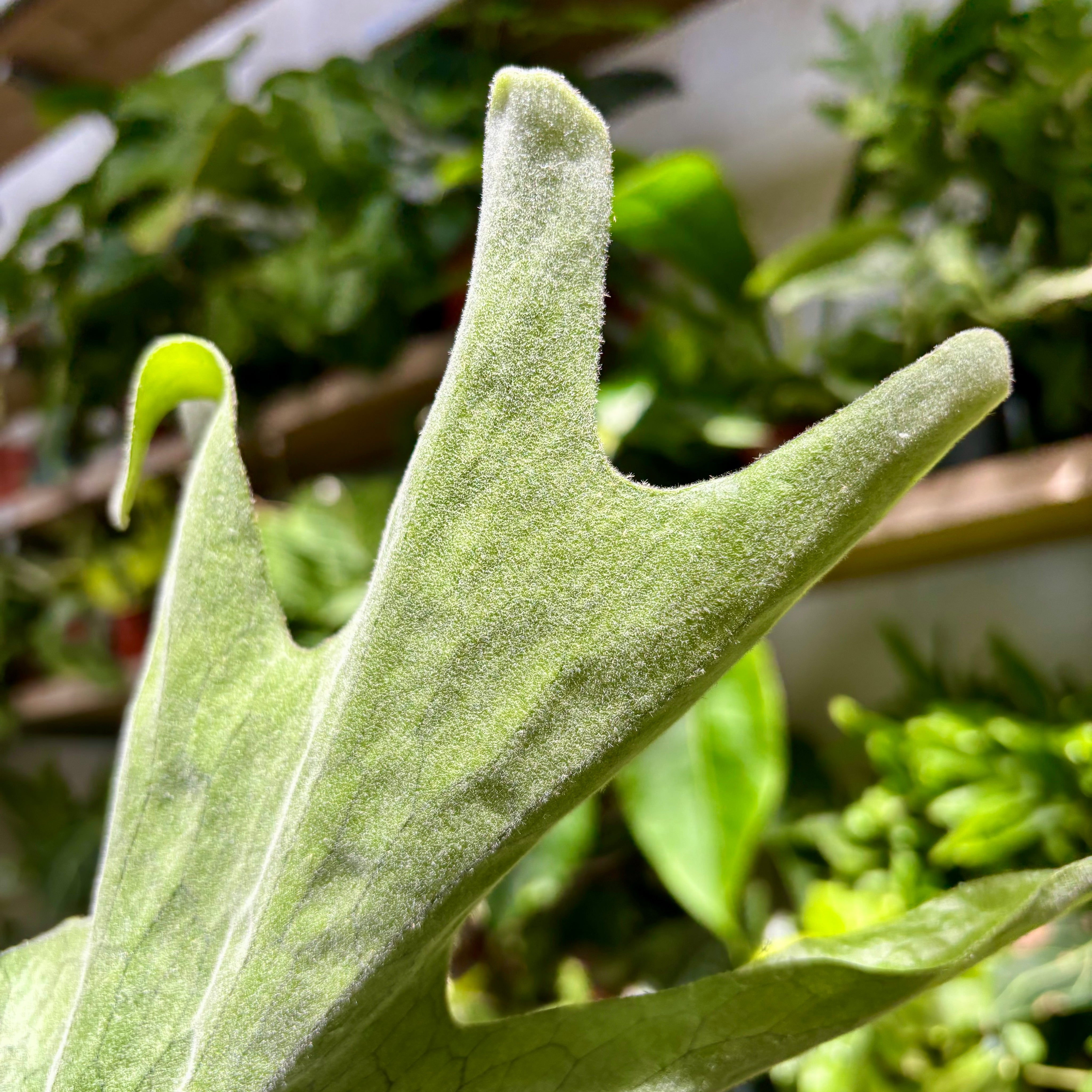 Playcerium Superbum in a 11-13cm Pot at The Watered Garden