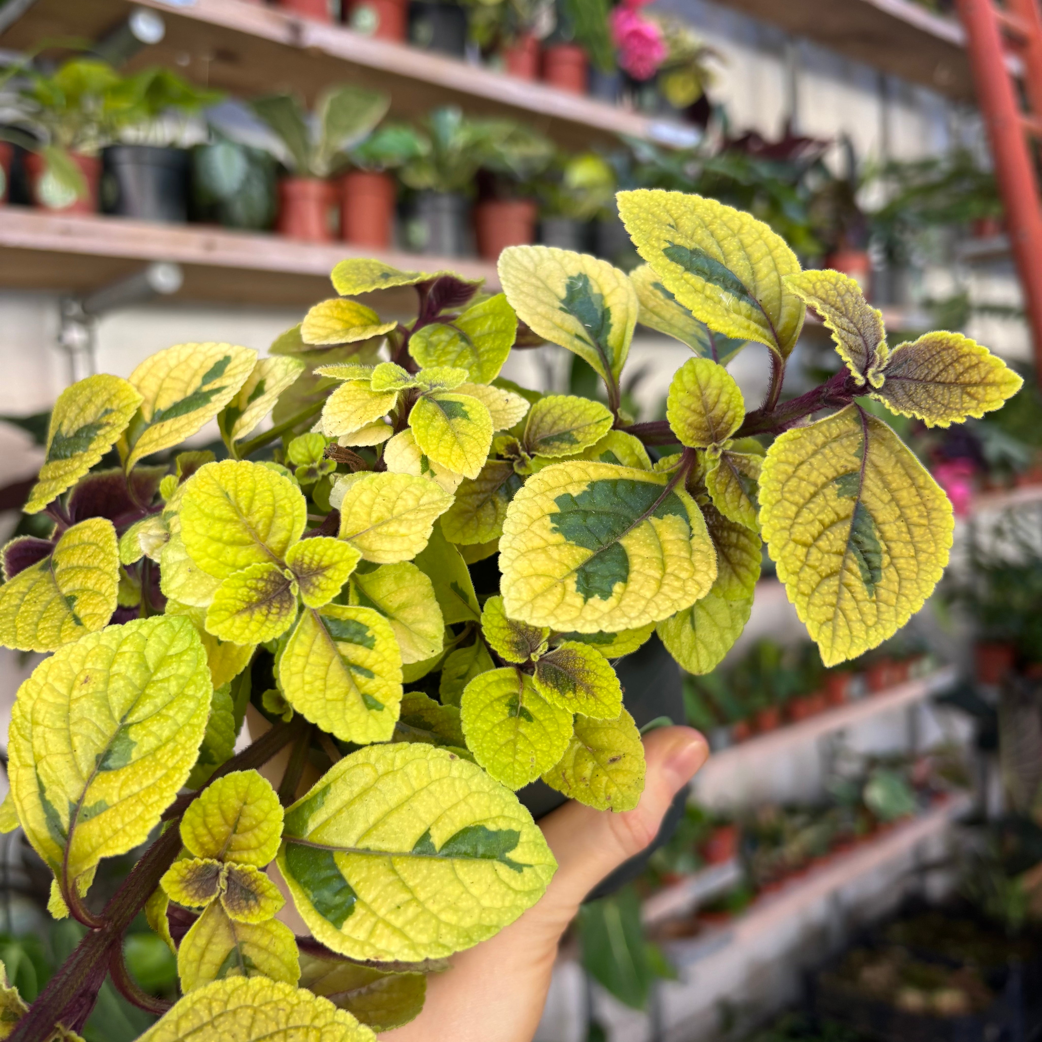 Plectranthus Golden Beauty in a 11 - 13 cm pot at The Watered Garden