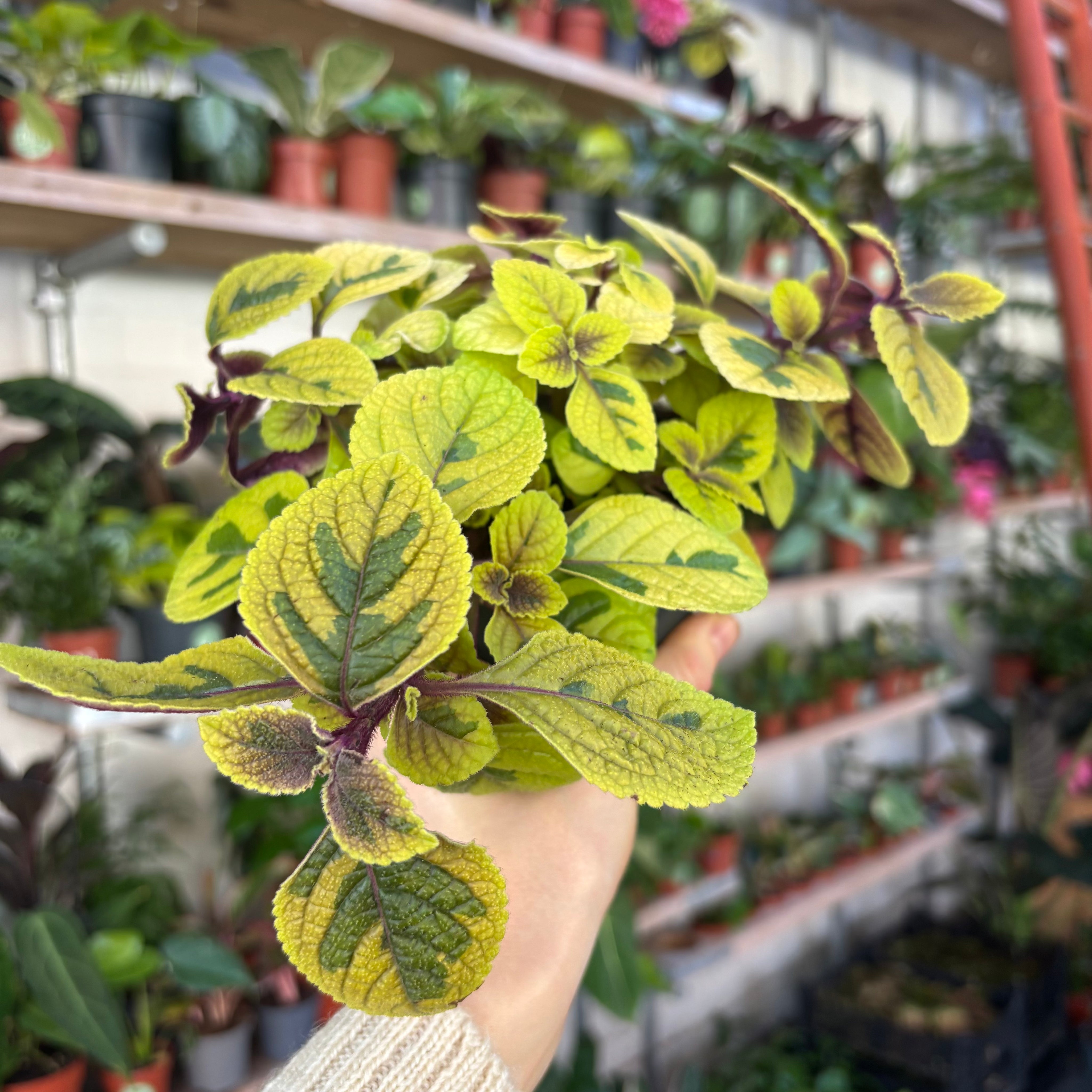 Plectranthus Golden Beauty in a 11 - 13 cm pot at The Watered Garden