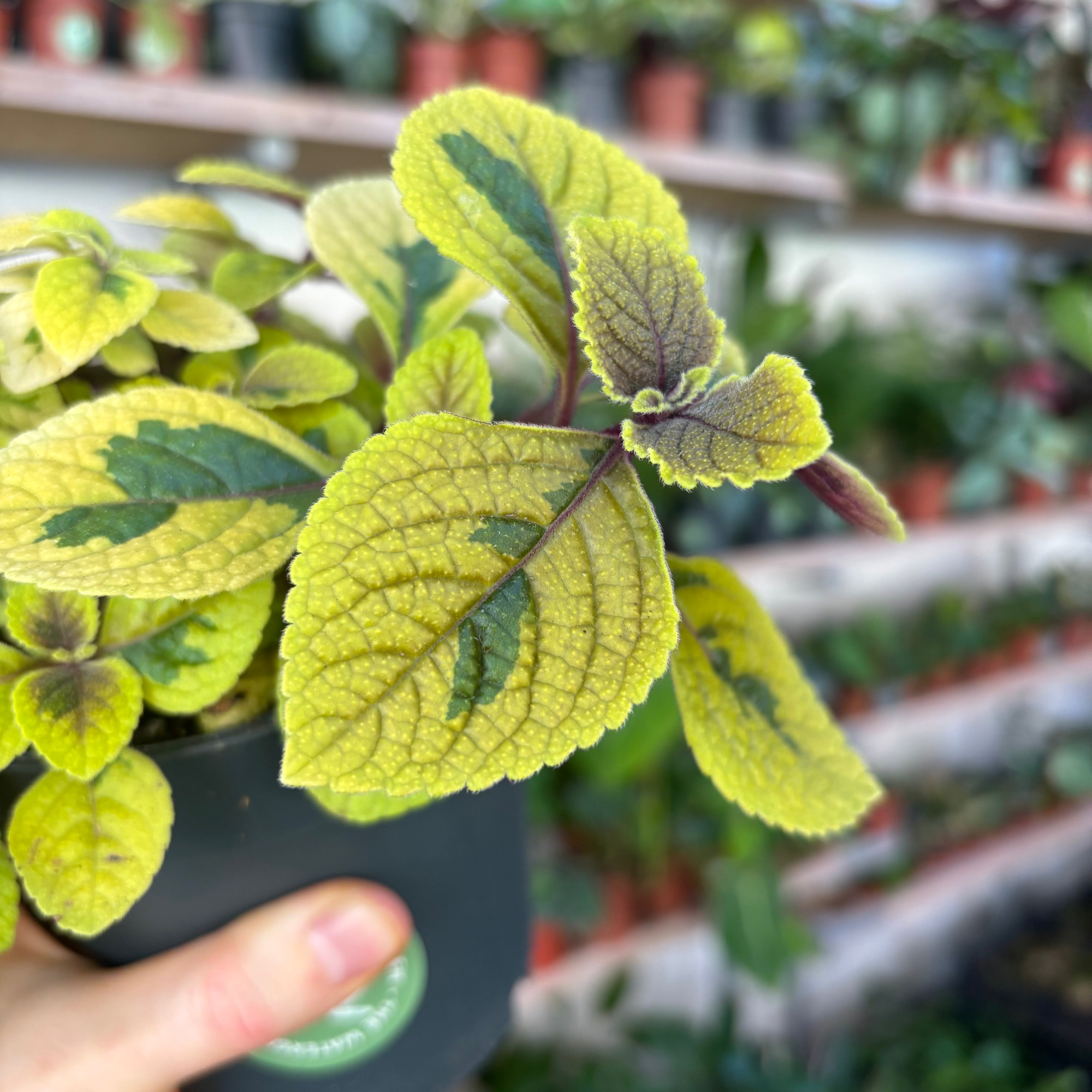 Plectranthus Golden Beauty in a 11 - 13 cm pot at The Watered Garden
