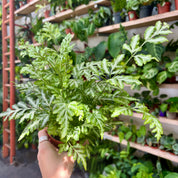 Pteris Ensiformis Evergemiensis in 7 - 9cm Pot at The Watered Garden