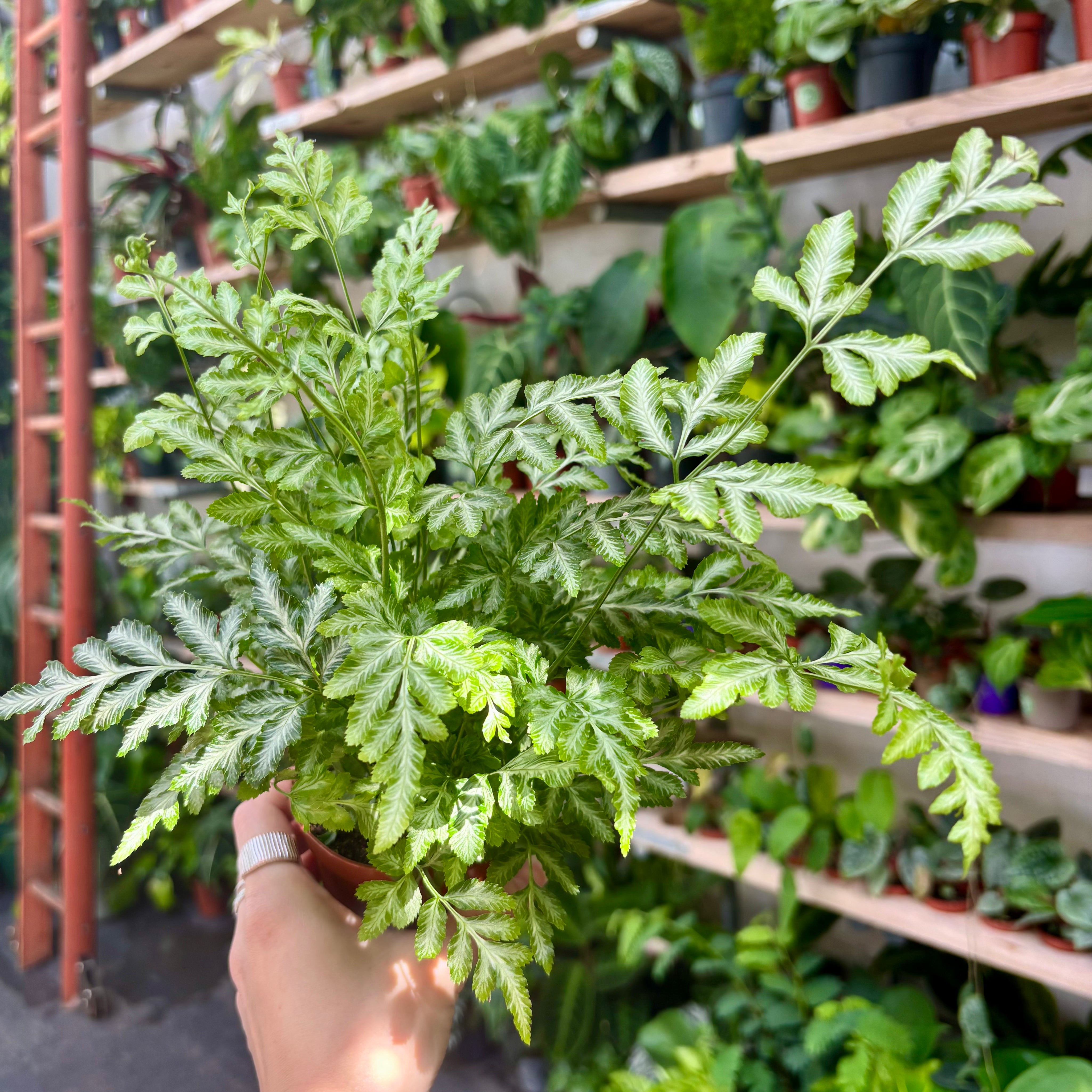 Pteris Ensiformis Evergemiensis in 7 - 9cm Pot at The Watered Garden