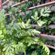 Pteris Ensiformis Evergemiensis in 7 - 9cm Pot at The Watered Garden