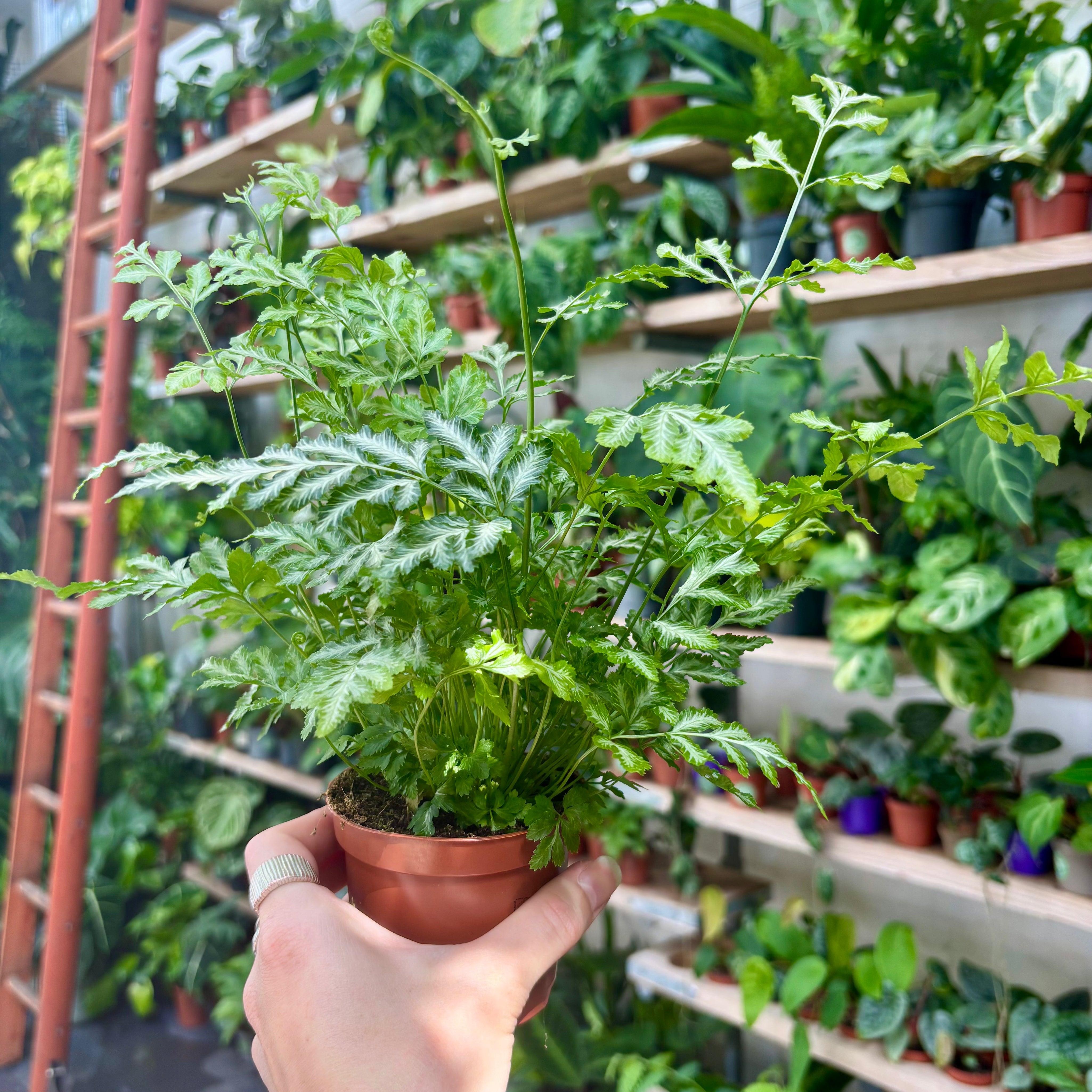 Pteris Ensiformis Evergemiensis in 7 - 9cm Pot at The Watered Garden