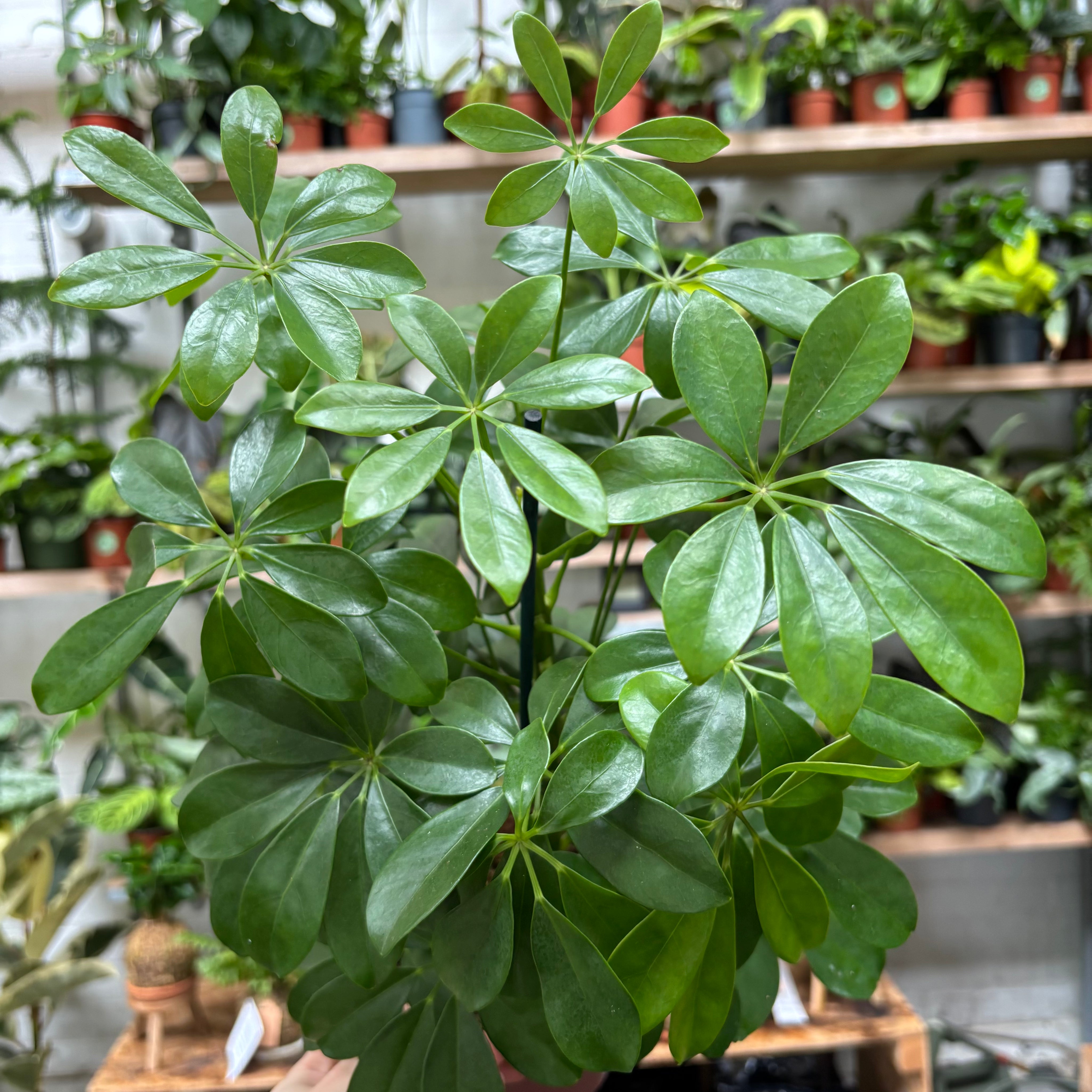 Schefflera Arboricola 'Nora' in a 13 - 15cm pot at The Watered Garden