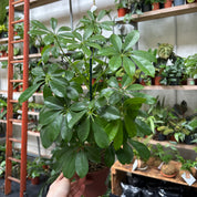 Schefflera Arboricola 'Nora' in a 13 - 15cm pot at The Watered Garden