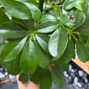 Schefflera Arboricola 'Nora' in a 13 - 15cm pot at The Watered Garden